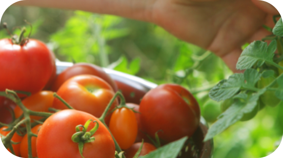 tomate page filière